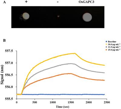 The OsGAPC3 mutation significantly affects grain quality traits and improves the nutritional quality of rice